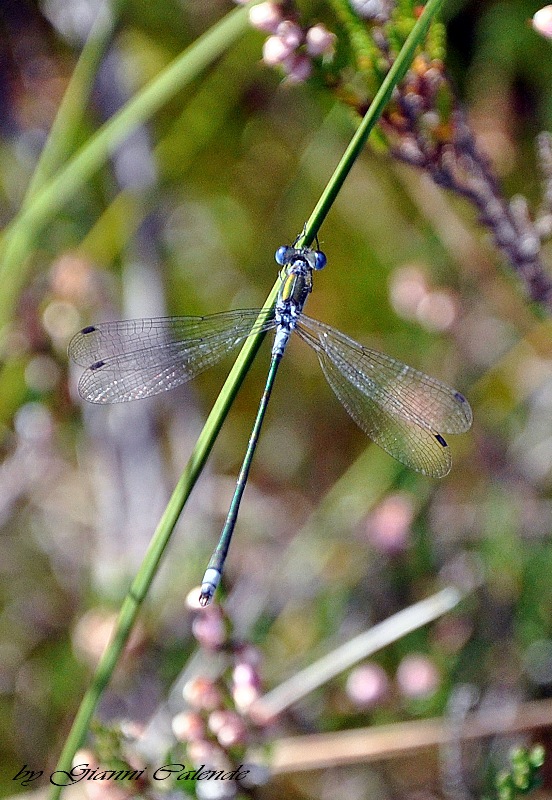 Quale Libellula?? Lestes sponsa